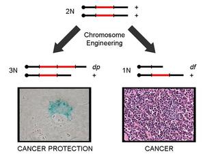 Engineering chromosomes: The Mills group altered <br>
normal cells so that they had one extra- (left) or<br> 
one fewer- (right) copies of a chromosome segment <br>
representing human 1p36 than normal cells; this<br> 
caused added tumor suppression and increased<br> 
cancer, respectively.