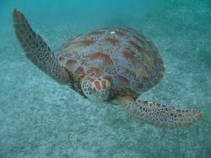 Sea turtle