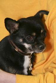 Suzie Lederer facilitates adoption for 'Pistol' the Chihuahua sporting his new ChromeBones collar. Photo courtesy Rob Gracie/GreasieWheels.