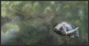 Pond raised Tilapia