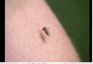 Study on West Nile finds most return to normal within a year.