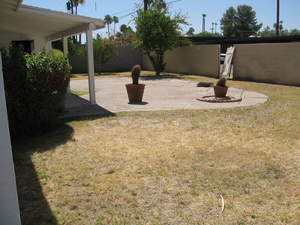 Backyard--before