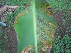 A banana leaf treated on the left with SERENADE bio-fungicide for control of Black Sigatoka.  Untreated on the right.
