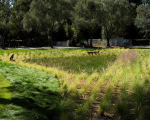 The 'bioswale' around the newly completed Michael J. Homer Science and Student Life Center at Sacred Heart Schools in Atherton, California, captures run off water and filters it back into the water table. 
