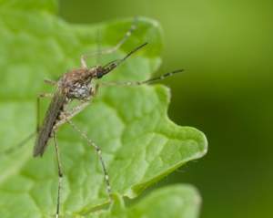 Life and health - Malaria