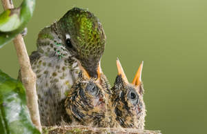 DINNERTIME! A Green-backed Firecrown hummingbird female feeds her 10-day-old chicks a delightful soup of nectar and bugs. This Chilean species is cousin to the critically endangered Juan Fernandez Firecrown, which is among 57 hummingbird species shown in the new nature documentary entitled  'Hummingbirds! Beauty and the Beast.'  Photo credit: Juan Bahamon, Copyright 2008.  Used by permission. 