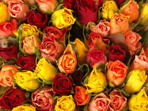 Close proximity to the equator and long exposure to sunlight give Ecuadorian roses the brightest and most unique colors of any rose in the world.