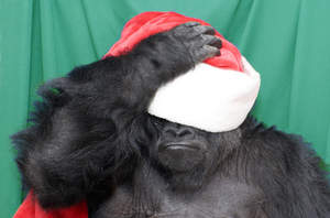 Koko puts on her holiday hat