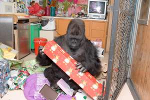 Koko opens a present