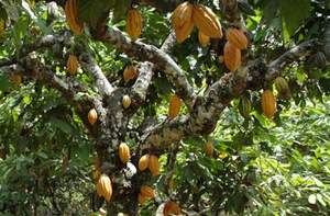 chocolate, Ecuador, organic, natural, Arriba