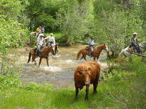 Horseback riders participate in a cattle drive, one of the many outdoor activities available to guests at Spring Creek Ranch in Colorado.