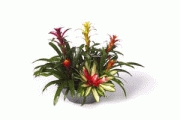 Ambius reports that Bromeliads are a colorful family of plants that brighten the workplace this spring. 