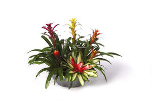 Ambius reports that Bromeliads are a colorful family of plants that brighten the workplace this spring.