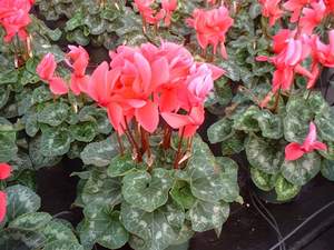 Ambius states that Cyclamen is pretty in pink at many workplaces this holiday season.