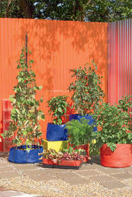 growing your own food, tomatoes, potato bags, grow bags