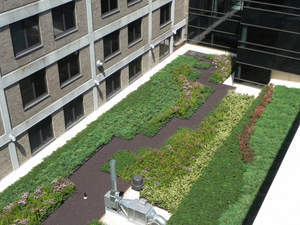 Green Roof at Riverside Medical Center 