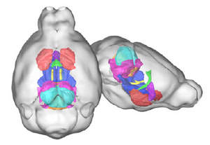 Three-dimensional representation of the mouse brain highlights eight regions (shown in different colors) affected by the 16.p11.2 deletion.