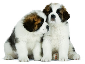 Photo courtesy of Royal Canin