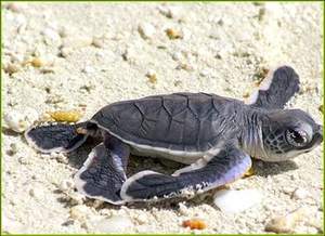 Somos conscientes de que no podemos salvar a toda una especie en peligro de extincion olos, pero tenemos plena seguridad y conviccion que salvar a estas tortugas de forma individual hara al final del camino una gran diferencia.