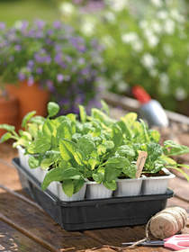 New Revolution in Seedstarting from Gardener's Supply
Eliminates Worry and Watch & Includes Biodegradable and Machine-Washable Components
