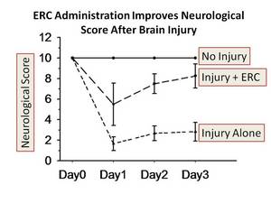 Endometrial Regenerative Cell (ERC) Stem Cell Administration Reduces Neurological Damage in Brain Injury Model