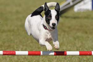 canine athlete: agility dog