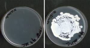 Halo Oral Antiseptic is scientifically proven to kill 99.9 percent of infectious airborne germs, including a broad spectrum of bacteria and viruses. In the petri dishes above, Halo killed streptococcal (strep) bacteria (LEFT), but the bacteria continued to grow in the dish that was not treated with Halo (RIGHT).  