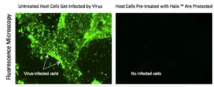 Halo Oral Antiseptic is scientifically proven to kill 99.9 percent of infectious airborne germs, including a broad spectrum of bacteria and viruses. In the images above, Halo killed the H1N1 virus (RIGHT), but H1N1 continued to grow when left untreated (LEFT).