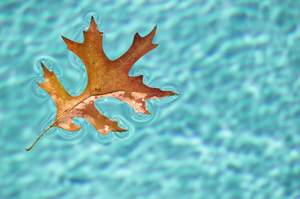Fall pool maintenance and leaf-cleaning tips