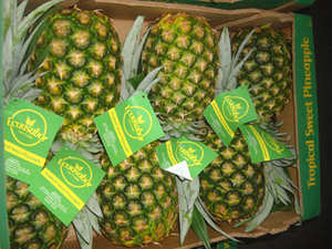 www.purfresh.com