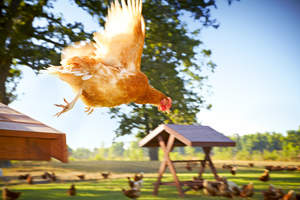 Live a healthier, more active lifestyle like a Free Range hen from the happy egg co.
