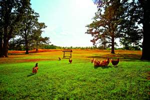 The happy egg hens (or the Girls) roam free across four acres of pasture on small family farms tended by expert animal stewards who are passionate about maintaining and improving hen living conditions.