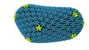 All-atom model of the HIV-1 capsid (PDBID: 3J3Y) -- Courtesy of TCBG-UIUC