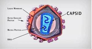 HIV Capsid Diagram