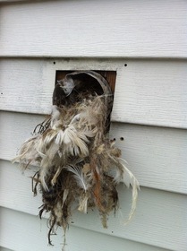 "Birds of a feather" flock together in a dryer vent.
