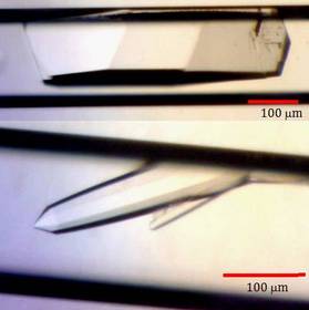 Two examples of protein crystals from this experiment that were grown in microgravity: Lysozyme (top) is ~450 x 150um long. Xylanase (bottom) is ~250 x 50um.