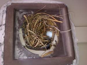 Bird's nest is readily visible in dryer vent.