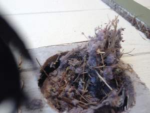 Birds' nest and lint clog dryer vent.