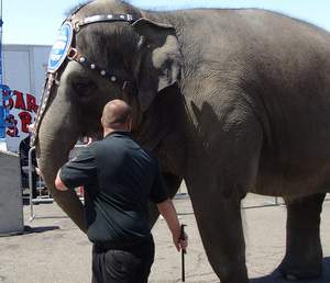 Ringling Bros. employee with bull hook