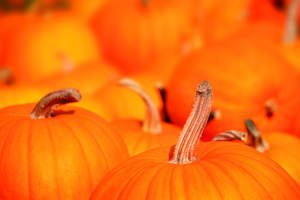 Fall events in Northern Virginia