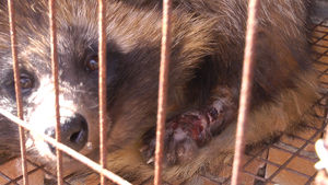 Raccoon dog with an open wound who won't receive any veterinary care.  