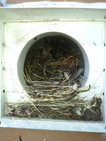 Nest and lint clog dryer vent. (courtesy of Dryer Vent Wizard)