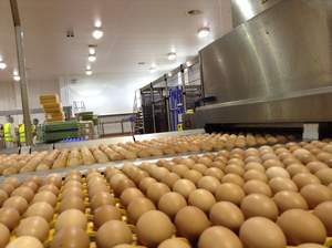 Paragon Software Systems Helps Noble Foods Deliver 72 Million Eggs a Week