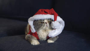 Cat dressed up in Santa Claus outfit.