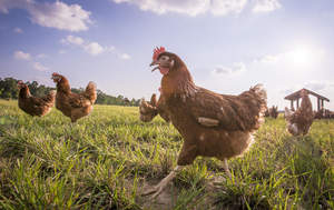 All hen photography from a true free-range happy egg co. farm.