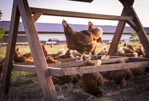 All hen photography from a true free-range happy egg co. farm.