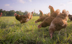 All hen photography from a true free-range happy egg co. farm.