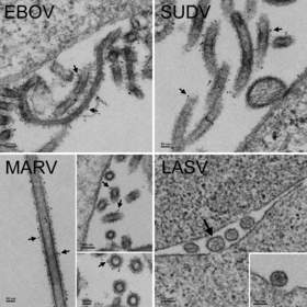 Thin section electron micrographs of MVA-VLP vaccines for Zaire (EBOV), Sudan (SUDV), Marburg (MARV) and Lassa (LASV).