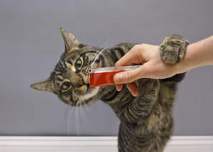 Cats nationwide are going "pawtastic" over Hartz Delectables® SqueezeUp™ treats, the first interactive wet cat treats.