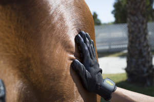 HandsOn Gloves, curry combs, John Lyons, horses, equine, equine health, grooming, shedding, bathing